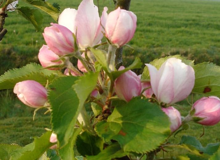 Guest house 2621301 - Holiday property Het Friese platteland - Vakantiehuisje in Gytsjerk