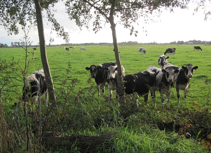 Gezellige woonkamer in Huisje in Readtsjerk, vakantiehuis op het Friese platteland met houten balken en landelijke charme.