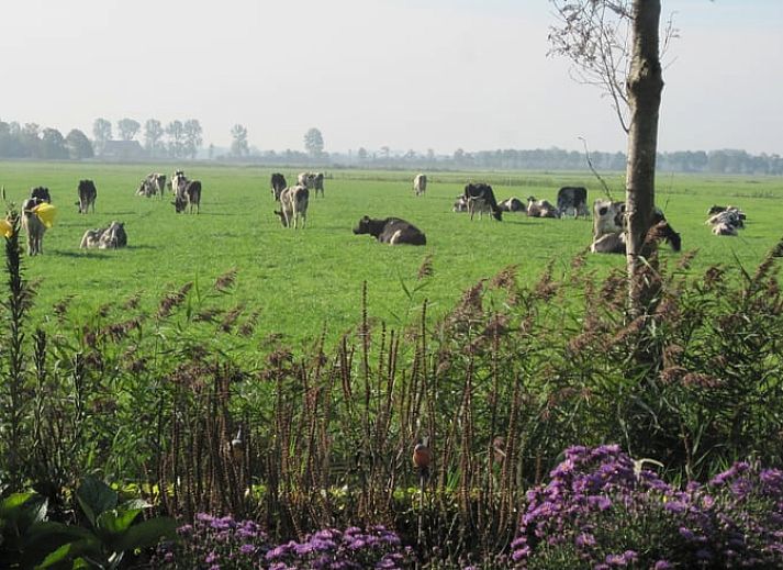 Gezellige woonkamer in Huisje in Readtsjerk, vakantiehuis op het Friese platteland met houten balken en landelijke charme.