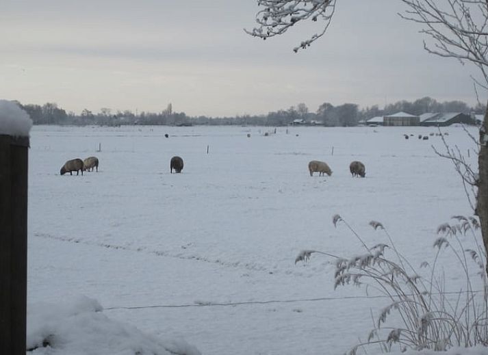Gezellige woonkamer van Huisje in Readtsjerk, Friesland, met comfortabele stoelen en uitzicht op het Friese platteland.