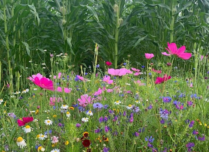 Unterkunft 262405 - Ferienhaus Het Friese platteland - Huisje in Augustinusga