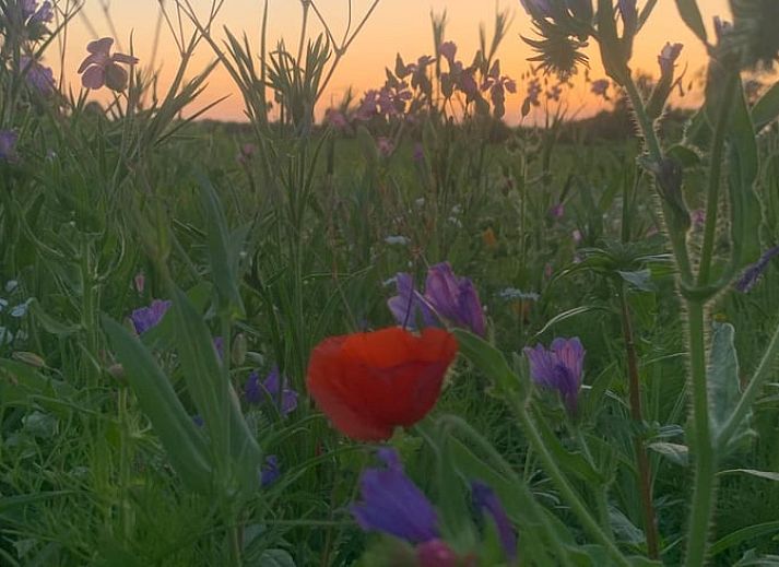 Unterkunft 262405 - Ferienhaus Het Friese platteland - Huisje in Augustinusga