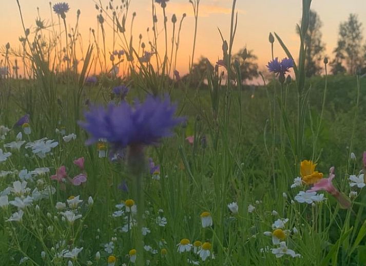 Unterkunft 262405 - Ferienhaus Het Friese platteland - Huisje in Augustinusga