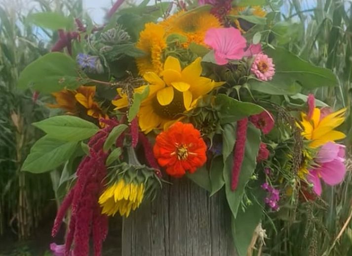 Unterkunft 262405 - Ferienhaus Het Friese platteland - Huisje in Augustinusga