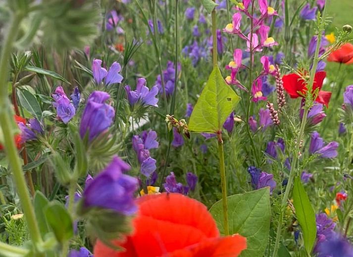 Unterkunft 262405 - Ferienhaus Het Friese platteland - Huisje in Augustinusga