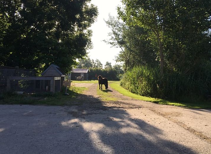 Guest house 262903 - Holiday property Het Friese platteland - Vakantiehuisje in Sint Annaparochie