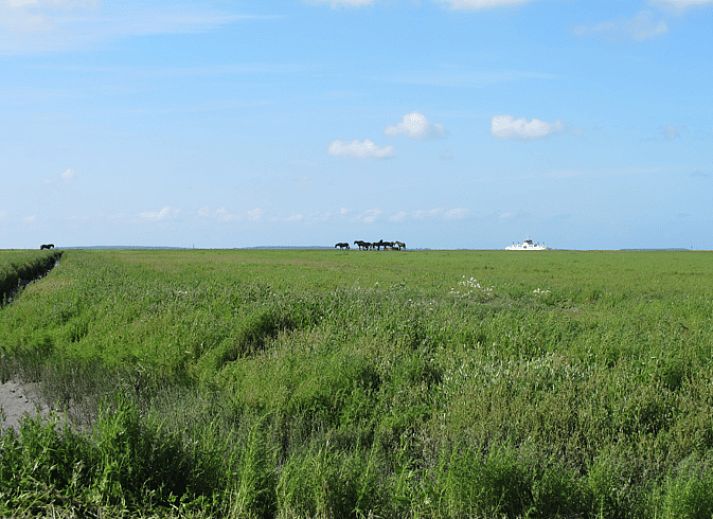 Guest house 263004 - Holiday property Het Friese platteland - Vakantiehuisje in Holwerd