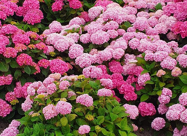 Stilvolles Schlafzimmer im Ferienhaus in Holwerd, rustikales Ferienhaus in der friesischen Landschaft.
