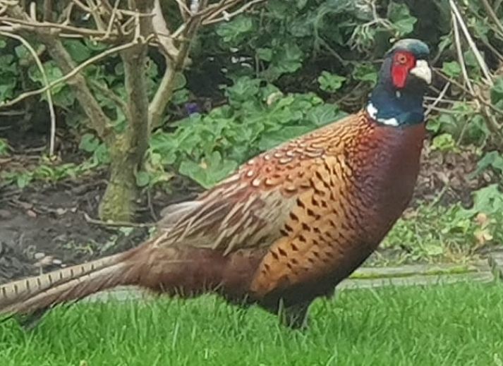 Essecke im Ferienhaus in Holwerd mit ruhigem Blick auf die friesische Landschaft.