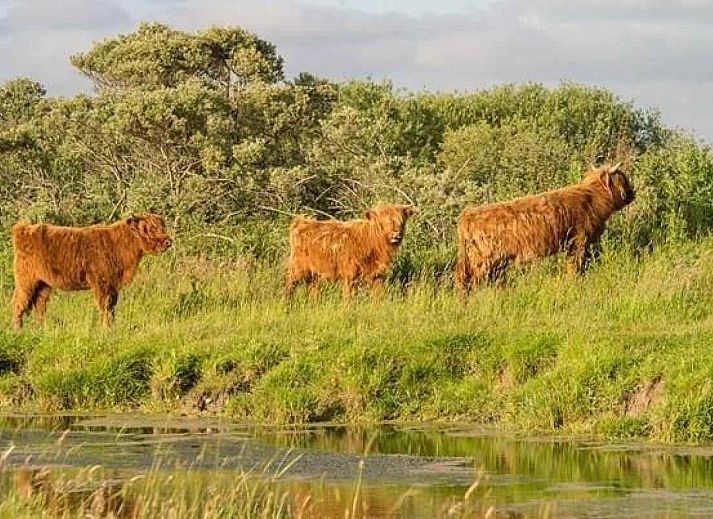 Uitzicht op het landschap nabij vakantiehuis FR1023 in Holwerd, Friesland, met weidse groene velden.