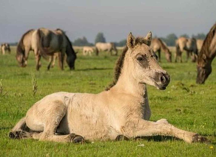 Schotse hooglanders in de natuur rondom vakantiehuis FR1023 in Holwerd, Friesland.