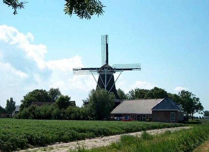 Schotse hooglanders in de natuur rondom vakantiehuis FR1023 in Holwerd, Friesland.