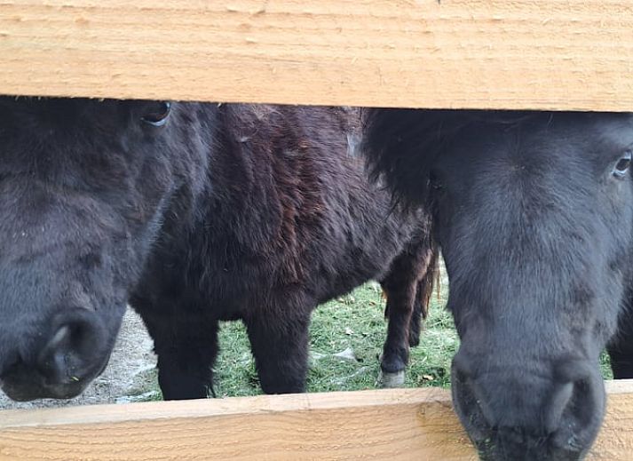 Gezellige kamer met twee eenpersoonsbedden in Huisje in Wommels, Friesland.