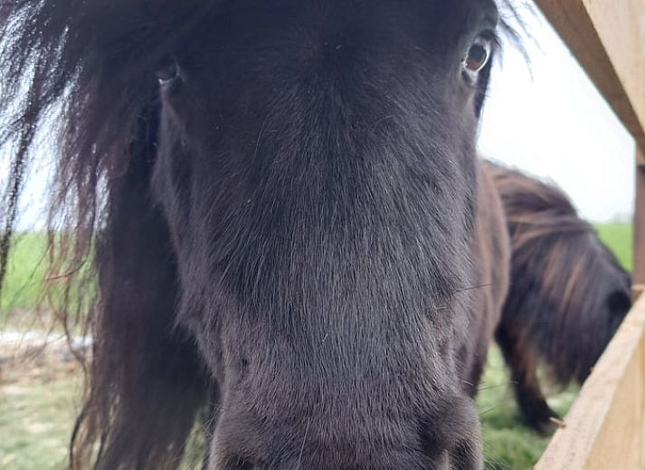 Gezellige kamer met twee eenpersoonsbedden in Huisje in Wommels, Friesland.