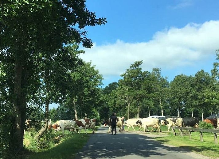 Outdoor terrace of Holiday Home in De Tike, surrounded by nature in the Frisian countryside.