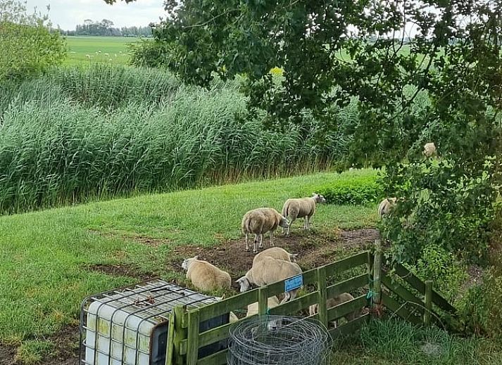 Verblijf 264305 - Vakantiewoning Het Friese platteland - Huisje in Kollum