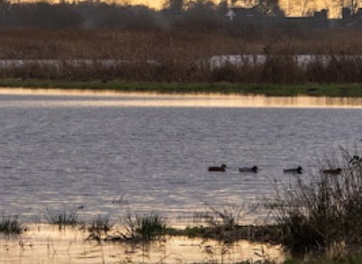 Blick auf einen ruhigen Teich im Ferienhaus in Nes, in der friesischen Landschaft, Friesland.