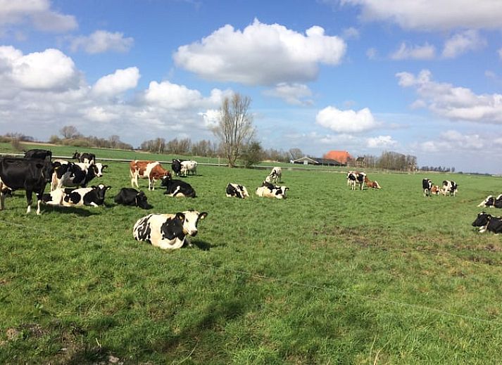Blick auf einen ruhigen Teich im Ferienhaus in Nes, in der friesischen Landschaft, Friesland.