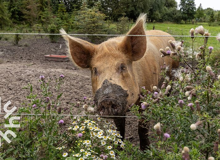 Unterkunft 266903 - Ferienhaus Het Friese platteland - FR115