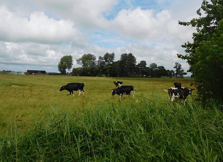 Guest house 267012 - Holiday property Het Friese platteland - Vakantiehuisje in Jannum