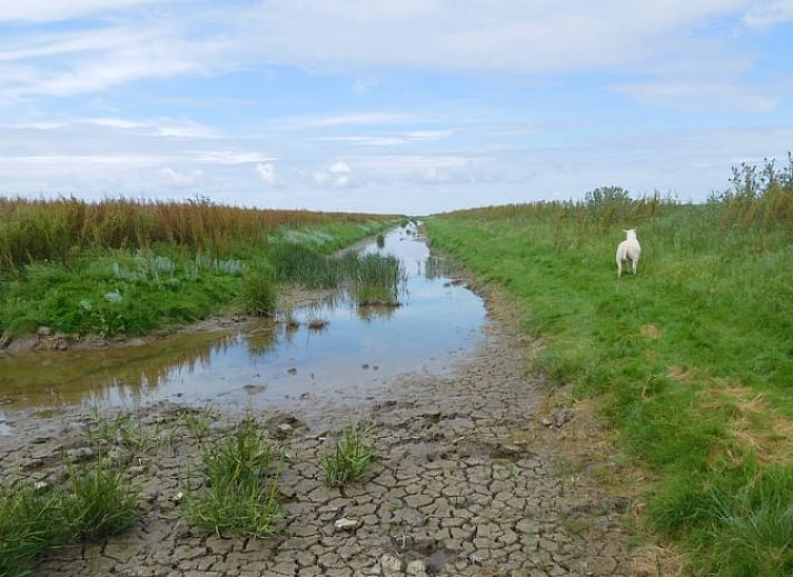 Guest house 267012 - Holiday property Het Friese platteland - Vakantiehuisje in Jannum