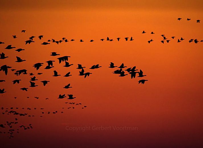 Guest house 267012 - Holiday property Het Friese platteland - Vakantiehuisje in Jannum