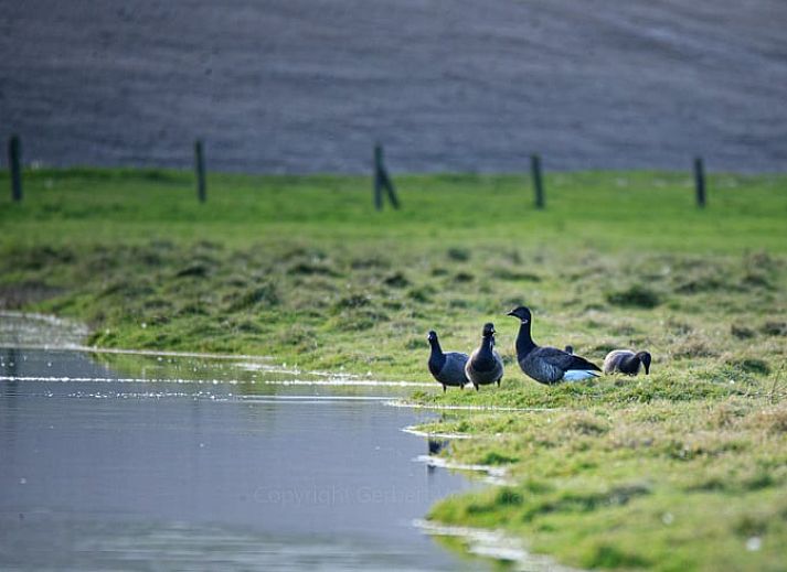 Guest house 267012 - Holiday property Het Friese platteland - Vakantiehuisje in Jannum