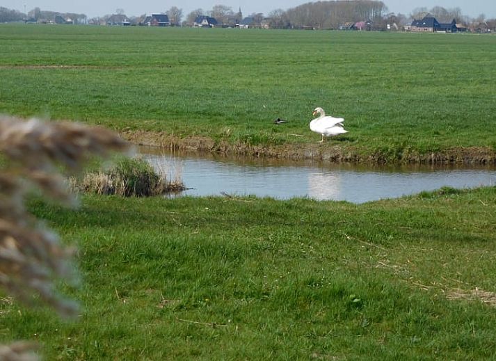Guest house 267015 - Holiday property Het Friese platteland - Huisje in Jannum