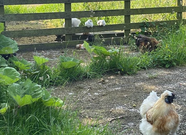 Unterkunft 267019 - Ferienhaus Het Friese platteland - Vakantiehuis in Jannum