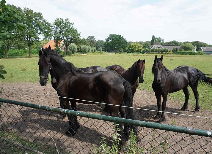FR400 vakantiehuis in Zandhuizen biedt een charmante buitenkant op het Friese platteland.