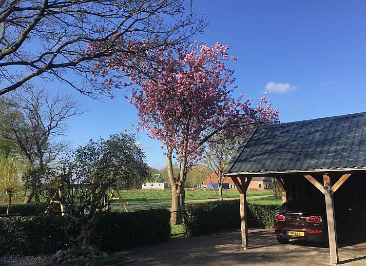 Prachtige paarden in de omgeving van vakantiehuis FR400 op het Friese platteland.
