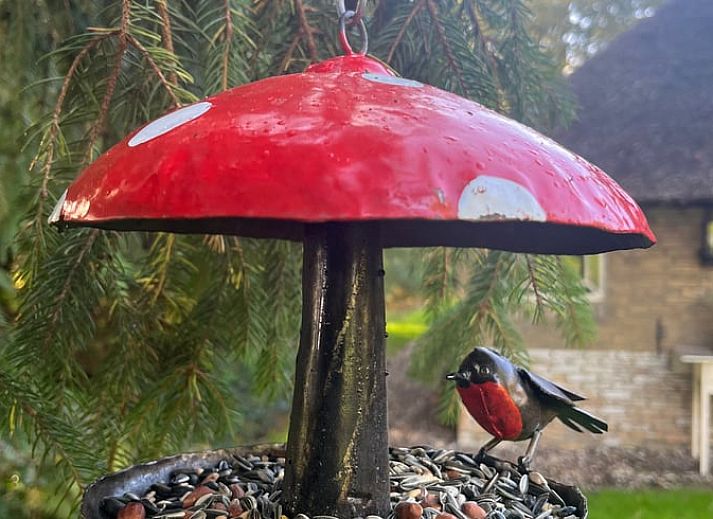 Guest house 268205 - Holiday property Het Friese platteland - Huisje in Zandhuizen