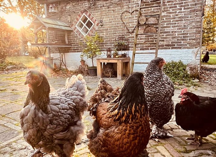 Guest house 268205 - Holiday property Het Friese platteland - Huisje in Zandhuizen