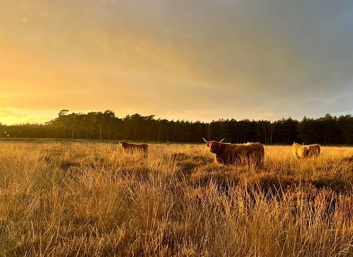 Guest house 268205 - Holiday property Het Friese platteland - Huisje in Zandhuizen