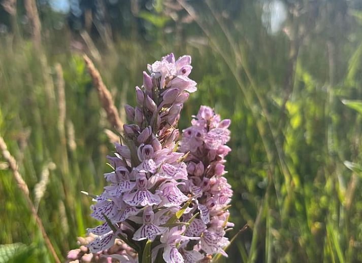 Guest house 268205 - Holiday property Het Friese platteland - Huisje in Zandhuizen