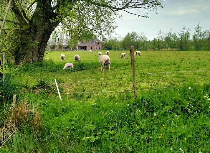 Unterkunft 268914 - Ferienhaus Het Friese platteland - Huisje in Kollumerzwaag