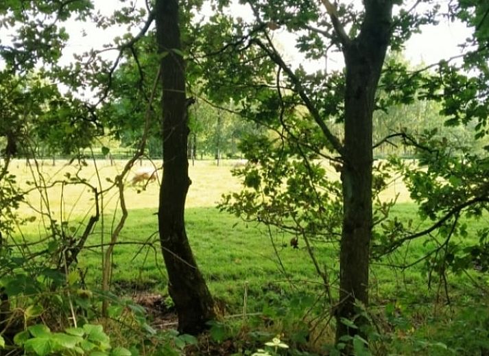 Unterkunft 268914 - Ferienhaus Het Friese platteland - Huisje in Kollumerzwaag