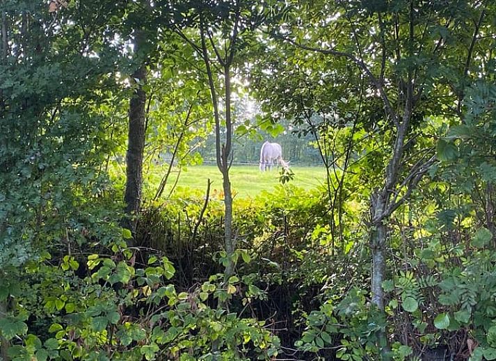 Unterkunft 268914 - Ferienhaus Het Friese platteland - Huisje in Kollumerzwaag