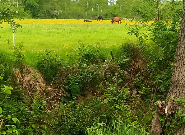 Unterkunft 268914 - Ferienhaus Het Friese platteland - Huisje in Kollumerzwaag