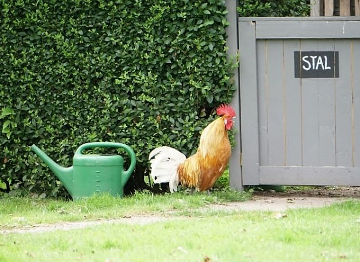 Unterkunft 268914 - Ferienhaus Het Friese platteland - Huisje in Kollumerzwaag