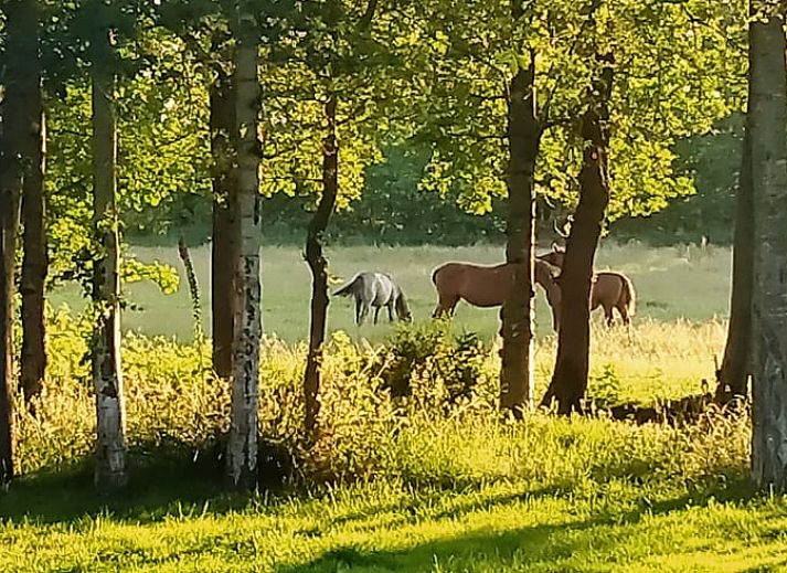 Unterkunft 268914 - Ferienhaus Het Friese platteland - Huisje in Kollumerzwaag