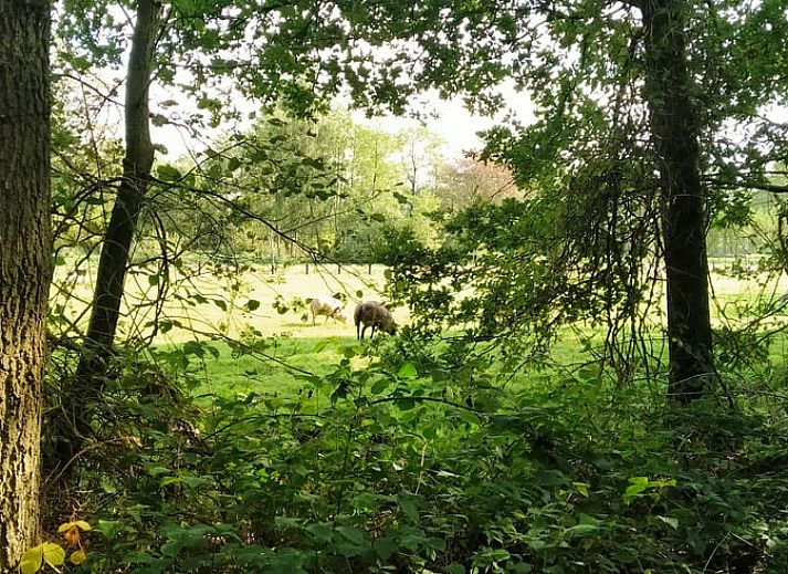 Verblijf 268915 • Vakantiewoning Het Friese platteland • Huisje in Kollumerzwaag