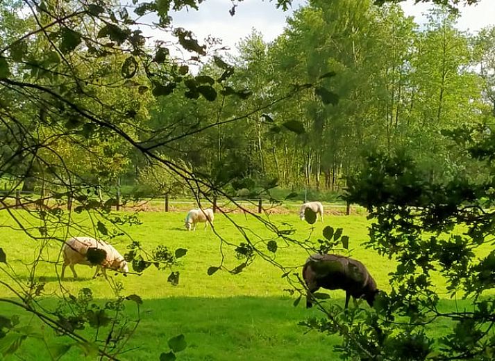 Guest house 268915 - Holiday property Het Friese platteland - Huisje in Kollumerzwaag