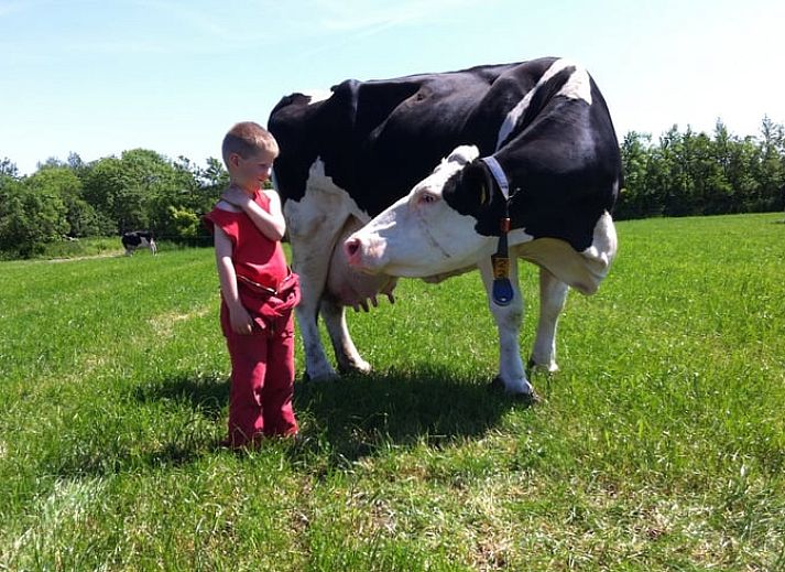 Guest house 269206 - Holiday property Het Friese platteland - Huisje in Stiens