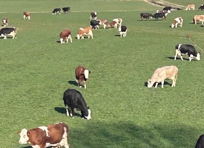 Guest house 269206 - Holiday property Het Friese platteland - Huisje in Stiens