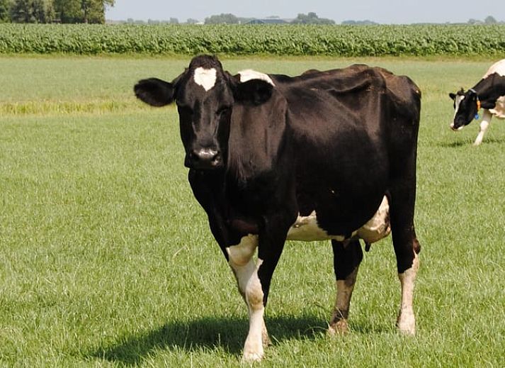 Verblijf 269207 - Vakantiewoning Het Friese platteland - Vakantiehuis in Stiens