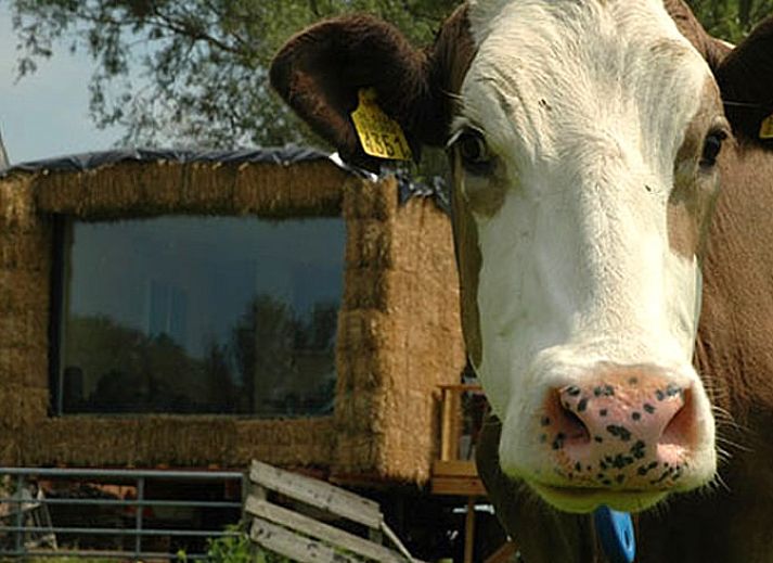 Unterkunft 269605 - Ferienhaus Het Friese platteland - Vakantiehuis in Wyns