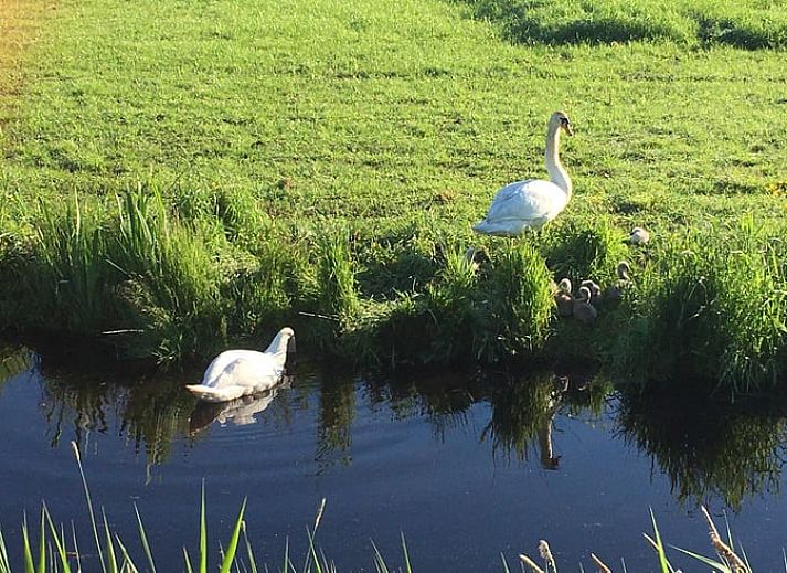 Zonnig terras bij Vakantiehuisje in Tijnje met comfortabele zitplek in Friesland.