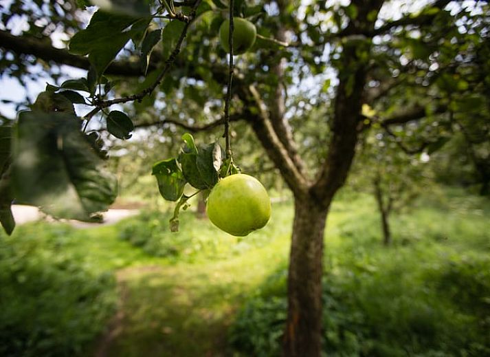 Obstgarten mit Kletterausruestung im Ferienhaus in Culemborg, ideal fuer Naturliebhaber in Gelderland.
