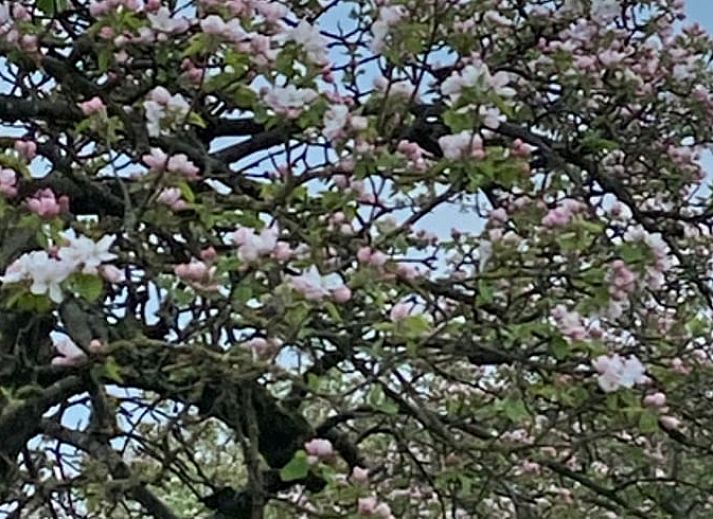 Unterkunft 284503 - Ferienhaus Rivierengebied - Vakantiehuisje in Ommeren